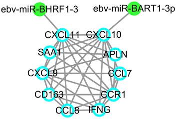 Development of dynamical network biomarkers for regulation in Epstein-Barr virus positive peripheral T cell lymphoma unspecified type